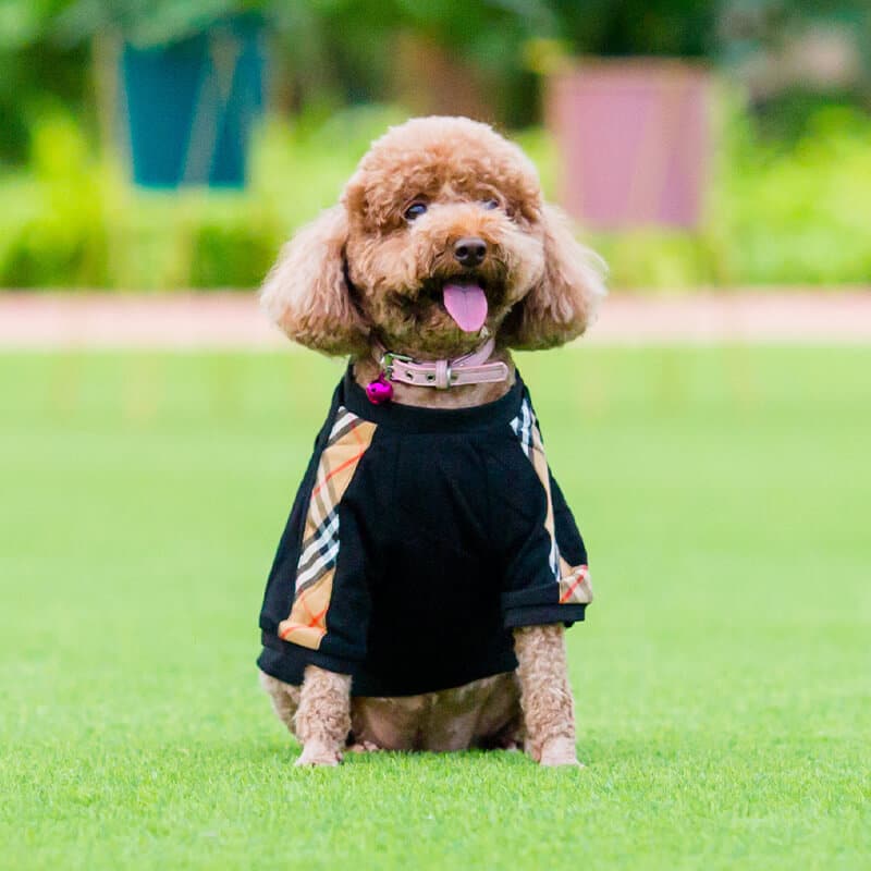 Big Dog Bubbly Sweater
