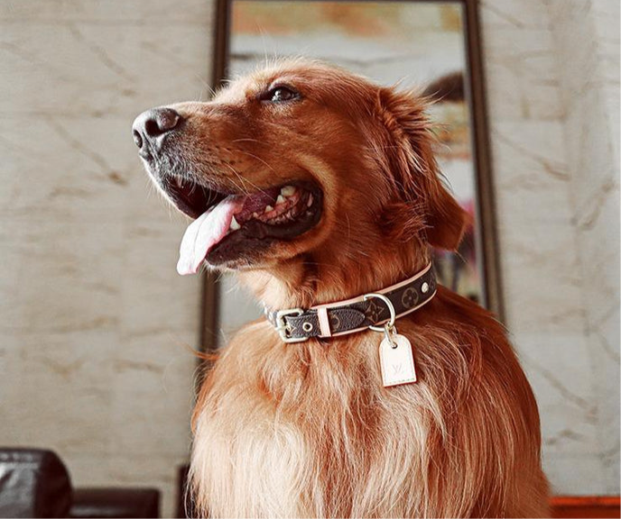 Amelia Only Next Collar