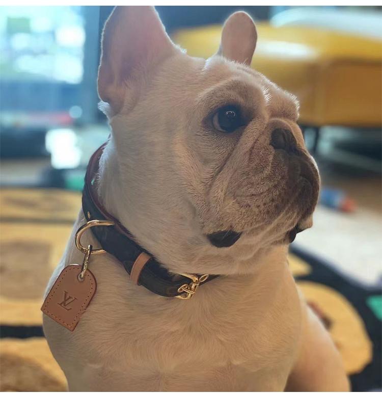 Amelia Only Next Collar