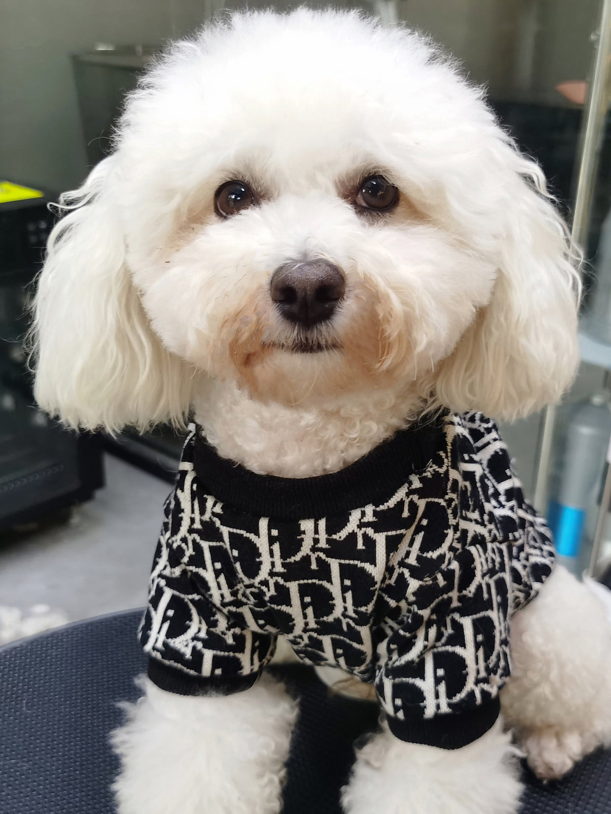 Big Dog DD Cozy Winter Sweater
