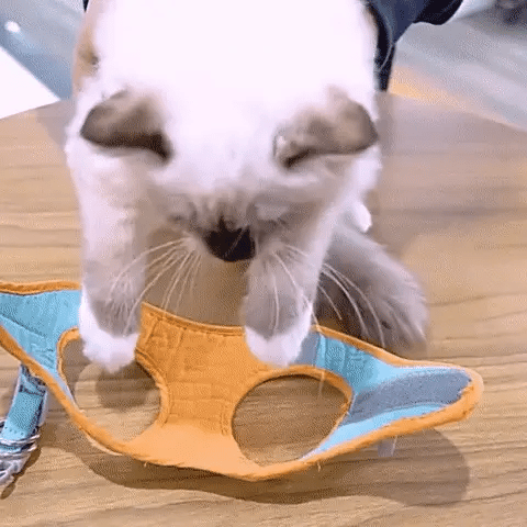 Cat Harness + Leash