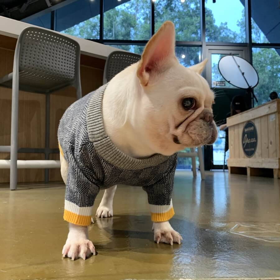 Winter Greay Dog Flex Sweaters